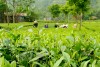 Du xuân xứ Trà
