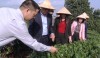 Phó Chủ tịch Quốc hội nước CHXH Chủ nghĩa Việt Nam Uông Chu Lưu thăm vùng chè Tân Cương, thành phố Thái Nguyên
