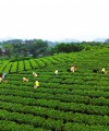 Hợp tác xã Hương Vân Trà - Câu chuyện về sản phẩm