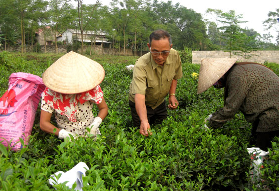 Ông Phạm Ngọc Việt (đứng giữa), nguyên Bí thư Chi bộ xóm Guộc, động viên bà con nhân dân sản xuất chè an toàn phục vụ Festival Trà Thái Nguyên - Việt Nam lần thứ 3, năm 2015.