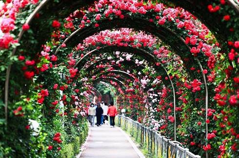 lễ hội hoa hồng Bulgaria, công viên Thống Nhất