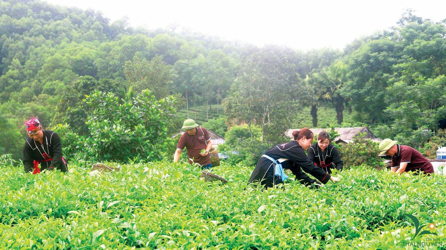 Ảnh nhỏ ttrang 9